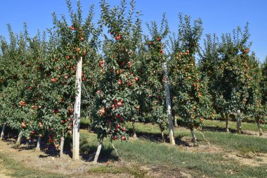 Elma bahçesi. Ağaçlar ve ağaçların altındaki toprağın meyveleri..