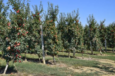 Elma bahçesi. Ağaçlar ve ağaçların altındaki toprağın meyveleri..