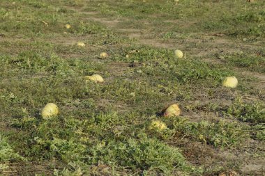 Terk edilmiş bir karpuz ve karpuz tarlası. Çürük karpuzlar. Karpuz hasadının kalıntıları. Tarlada çürüyen sebzeler