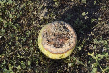 Çürük kavun. Terk edilmiş bir alan karpuz ve kavun. Çürük karpuz. Karpuz hasat kalıntıları. Sahada çürüyen sebze