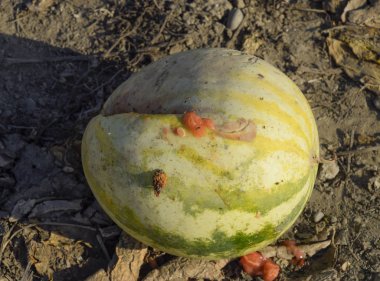 Kıyılmış eski çürümüş karpuz. Terk edilmiş bir alan karpuz ve kavun. Çürük karpuz. Karpuz hasat kalıntıları. Sahada çürüyen sebze