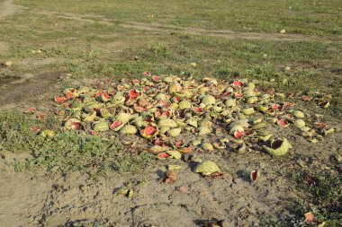 Bir yığın çürümüş karpuz. Kavun kabuğu. Terk edilmiş bir karpuz ve karpuz tarlası. Çürük karpuzlar. Karpuz hasadının kalıntıları. Tarlada çürüyen sebzeler