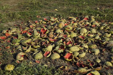 Bir yığın çürümüş karpuz. Kavun kabuğu. Terk edilmiş bir karpuz ve karpuz tarlası. Çürük karpuzlar. Karpuz hasadının kalıntıları. Tarlada çürüyen sebzeler