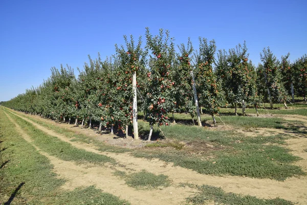 Elma bahçesi. Ağaçlar ve ağaçların altındaki toprağın meyveleri..