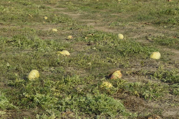 Terk edilmiş bir karpuz ve karpuz tarlası. Çürük karpuzlar. Karpuz hasadının kalıntıları. Tarlada çürüyen sebzeler