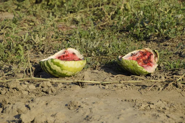 Terk edilmiş bir karpuz ve karpuz tarlası. Çürük karpuzlar. Karpuz hasadının kalıntıları. Tarlada çürüyen sebzeler