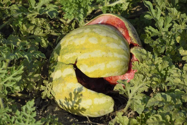 Kıyılmış eski çürümüş karpuz. Terk edilmiş bir alan karpuz ve kavun. Çürük karpuz. Karpuz hasat kalıntıları. Sahada çürüyen sebze