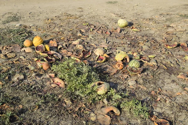 Bir yığın çürümüş karpuz. Kavun kabuğu. Terk edilmiş bir karpuz ve karpuz tarlası. Çürük karpuzlar. Karpuz hasadının kalıntıları. Tarlada çürüyen sebzeler