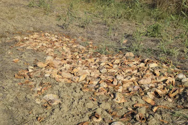 Bir yığın çürümüş karpuz. Kavun kabuğu. Terk edilmiş bir karpuz ve karpuz tarlası. Çürük karpuzlar. Karpuz hasadının kalıntıları. Tarlada çürüyen sebzeler