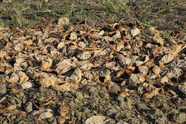 Bir yığın çürümüş karpuz. Kavun kabuğu. Terk edilmiş bir karpuz ve karpuz tarlası. Çürük karpuzlar. Karpuz hasadının kalıntıları. Tarlada çürüyen sebzeler