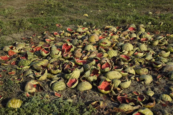 Bir yığın çürümüş karpuz. Kavun kabuğu. Terk edilmiş bir karpuz ve karpuz tarlası. Çürük karpuzlar. Karpuz hasadının kalıntıları. Tarlada çürüyen sebzeler