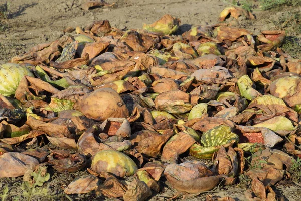 Bir yığın çürümüş karpuz. Kavun kabuğu. Terk edilmiş bir karpuz ve karpuz tarlası. Çürük karpuzlar. Karpuz hasadının kalıntıları. Tarlada çürüyen sebzeler