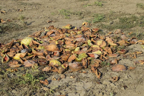 Heaps of rotting watermelons. Peel of melon. An abandoned field of watermelons and melons. Rotten watermelons. Remains of the harvest of melons. Rotting vegetables on the field