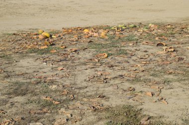 Bir yığın çürümüş karpuz. Kavun kabuğu. Terk edilmiş bir karpuz ve karpuz tarlası. Çürük karpuzlar. Karpuz hasadının kalıntıları. Tarlada çürüyen sebzeler