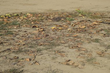 Bir yığın çürümüş karpuz. Kavun kabuğu. Terk edilmiş bir karpuz ve karpuz tarlası. Çürük karpuzlar. Karpuz hasadının kalıntıları. Tarlada çürüyen sebzeler