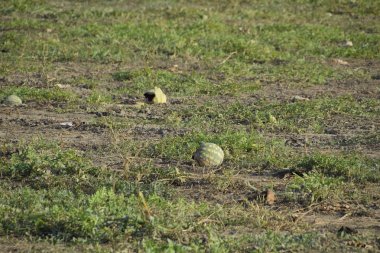 Terk edilmiş bir karpuz ve karpuz tarlası. Çürük karpuzlar. Karpuz hasadının kalıntıları. Tarlada çürüyen sebzeler