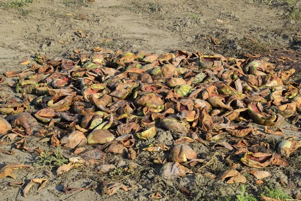 Bir yığın çürümüş karpuz. Kavun kabuğu. Terk edilmiş bir karpuz ve karpuz tarlası. Çürük karpuzlar. Karpuz hasadının kalıntıları. Tarlada çürüyen sebzeler