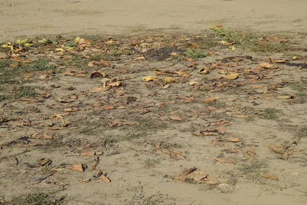 Bir yığın çürümüş karpuz. Kavun kabuğu. Terk edilmiş bir karpuz ve karpuz tarlası. Çürük karpuzlar. Karpuz hasadının kalıntıları. Tarlada çürüyen sebzeler
