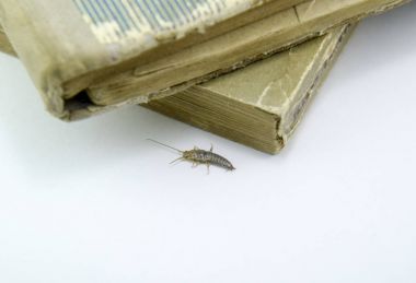 Insect feeding on paper - silverfish. Pest books and newspapers. clipart