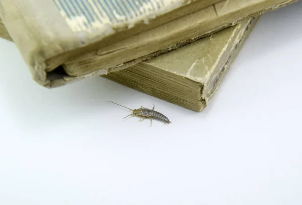 Insecte Nourrissant Papier Poisson Argenté Livres Journaux Antiparasitaires — Photo