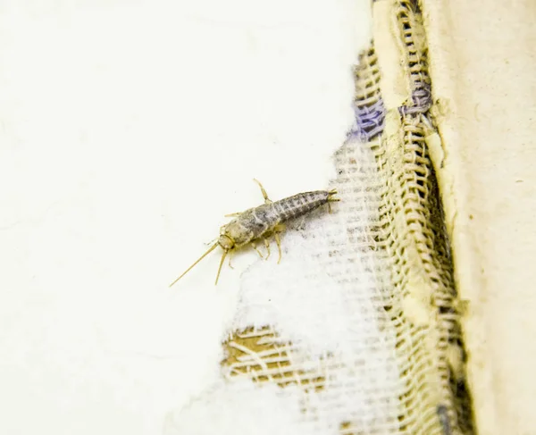 Insect Feeding Paper Silverfish Pest Books Newspapers — Stock Photo, Image