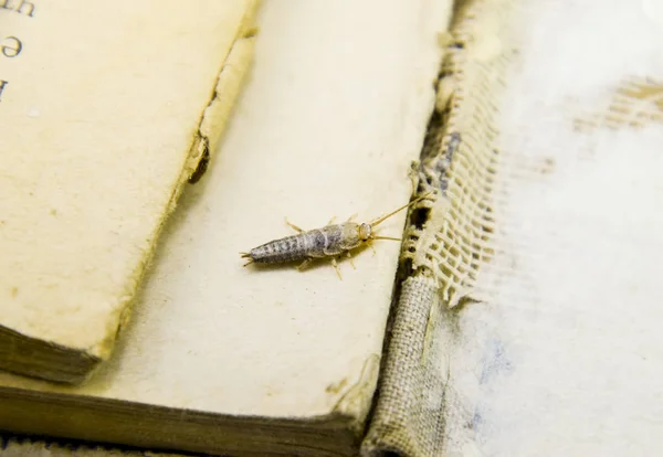 Insect Feeding Paper Silverfish Pest Books Newspapers — Stock Photo, Image