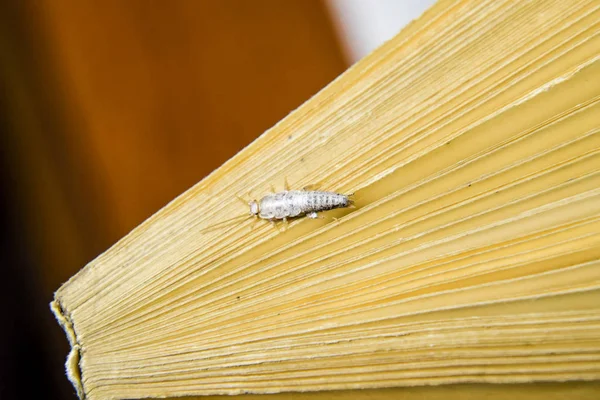 Insectes se nourrissant de papier - poisson argenté — Photo