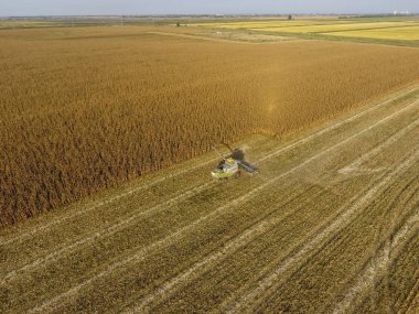 Hasat dökülen Mısır tane kamyon vücuda birleştirin. Hasat mısır hasat. Mısır koçanı birleştirmek hasat yardımıyla toplamak. Sahada olgun Mısır
