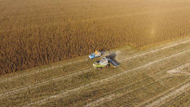 Hasat dökülen Mısır tane kamyon vücuda birleştirin. Hasat hasat Mısır.