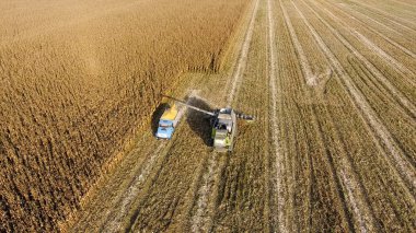Hasat dökülen Mısır tane kamyon vücuda birleştirin. Hasat hasat Mısır.