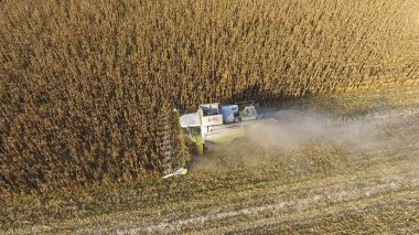 Hasatçı mısırı hasat eder. Hasat makinesinin yardımıyla mısır koçanlarını toplayın. Tarlada olgun mısır.