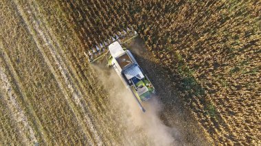Hasatçı mısırı hasat eder. Hasat makinesinin yardımıyla mısır koçanlarını toplayın. Tarlada olgun mısır.