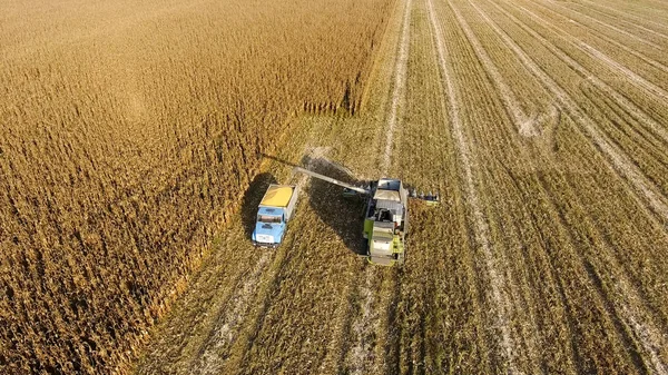 Połączyć ziarna kukurydzy kombajn leje w skrzyni. Kombajn do kukurydzy zbiorów. — Zdjęcie stockowe