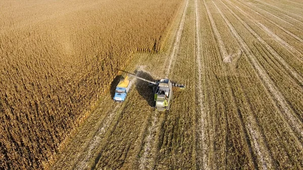 Hasat dökülen Mısır tane kamyon vücuda birleştirin. Hasat hasat Mısır.