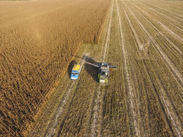 Combineer harvester giet maïs korrel in het lichaam van de vrachtwagen. Harvester oogsten maïs. — Stockfoto