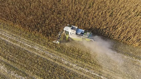 Kombajn Zbiera Kukurydzę Zbieraj Kolby Kukurydzy Pomocą Kombajnu Dojrzała Kukurydza — Zdjęcie stockowe