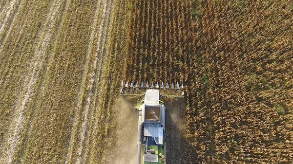 収穫トウモロコシ コンバイン収穫機の助けを借りてトウモロコシの穂軸を収集します 現場のトウモロコシ — ストック写真
