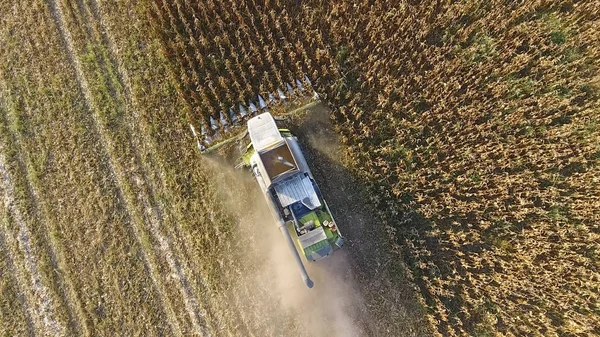 Hasatçı mısırı hasat eder. Hasat makinesinin yardımıyla mısır koçanlarını toplayın. Tarlada olgun mısır.