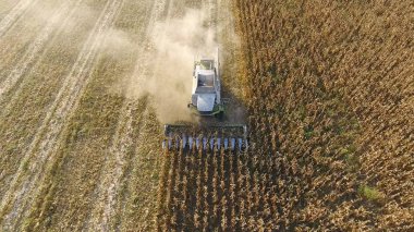Hasatçı mısırı hasat eder. Hasat makinesinin yardımıyla mısır koçanlarını toplayın. Tarlada olgun mısır.