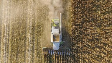 Hasatçı mısırı hasat eder. Hasat makinesinin yardımıyla mısır koçanlarını toplayın. Tarlada olgun mısır