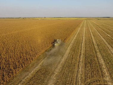 Hasatçı mısırı hasat eder. Hasat makinesinin yardımıyla mısır koçanlarını toplayın. Tarlada olgun mısır.