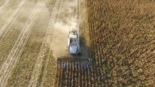 Kombajn Zbiera Kukurydzę Zbieraj Kolby Kukurydzy Pomocą Kombajnu Dojrzała Kukurydza — Zdjęcie stockowe