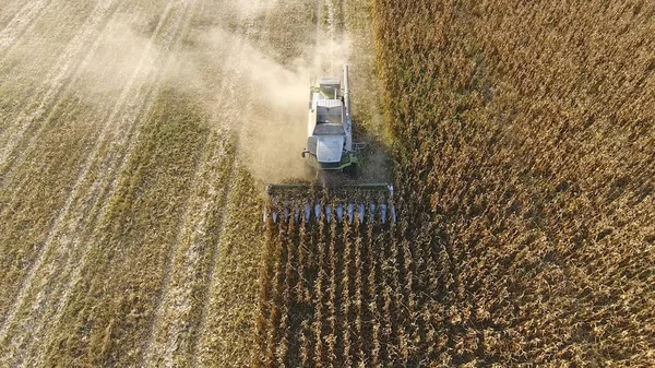 Erntehelfer ernten Mais. Maiskolben mit Hilfe eines Mähdreschers sammeln. Reifer Mais auf dem Feld. — Stockfoto