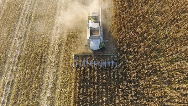 Erntehelfer Ernten Mais Maiskolben Mit Hilfe Eines Mähdreschers Sammeln Reifer — Stockfoto
