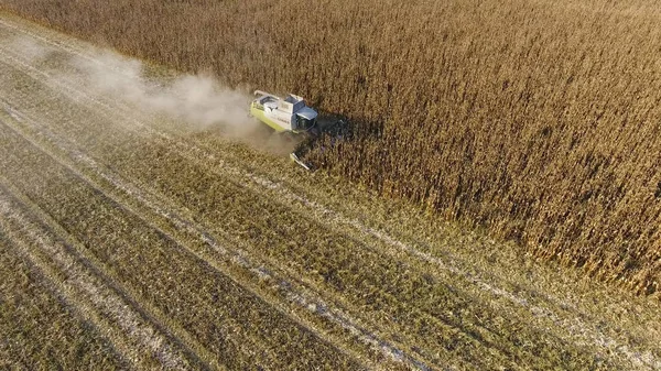 Hasatçı mısırı hasat eder. Hasat makinesinin yardımıyla mısır koçanlarını toplayın. Tarlada olgun mısır