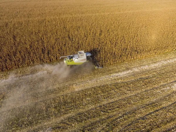 Hasatçı mısırı hasat eder. Hasat makinesinin yardımıyla mısır koçanlarını toplayın. Tarlada olgun mısır.