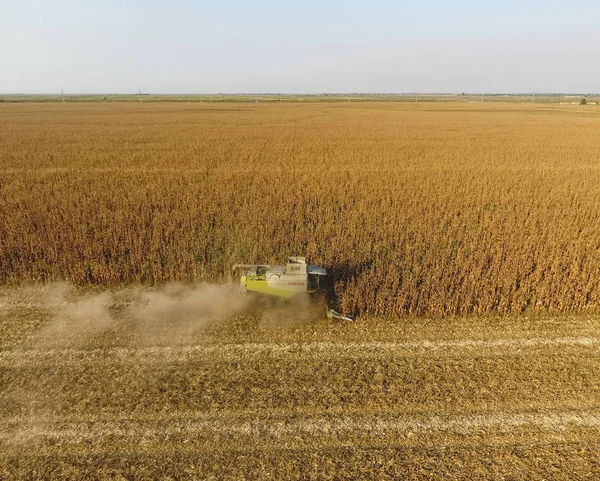 Hasatçı mısırı hasat eder. Hasat makinesinin yardımıyla mısır koçanlarını toplayın. Tarlada olgun mısır.