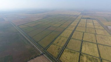 Pirinç su dolu alanlar üzerinde büyüyen. Olgun pirinç alanında, hasat başlangıcı. Kuşbakışı.