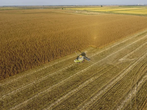 Hasat dökülen Mısır tane kamyon vücuda birleştirin. Hasat hasat Mısır.