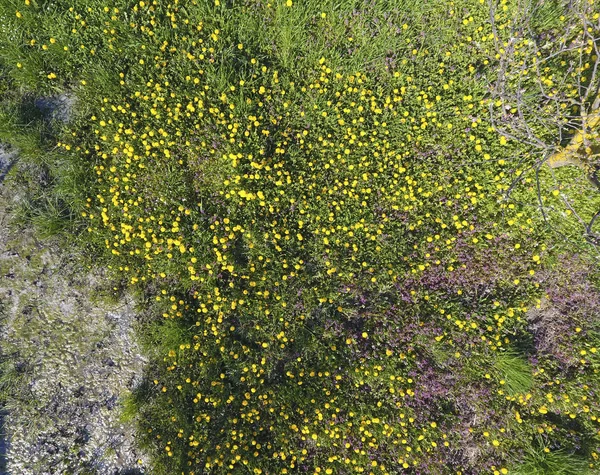 Vue de dessus d'une clairière fleurie dans le jardin. Les pissenlits sont des fleurs jaunes et d'autres fleurs — Photo